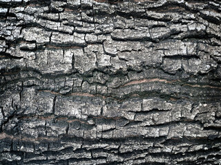 Wood texture background, wood planks texture of bark wood natural
