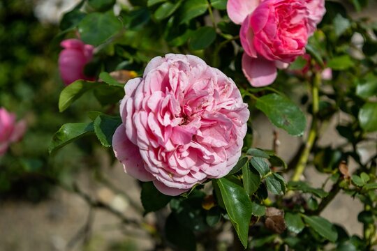 Bauernrose