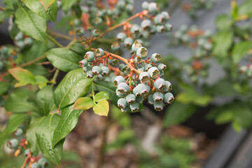 Green blueberries fruits on tree branch and defocused background at private plantation. Ripening still green berries.