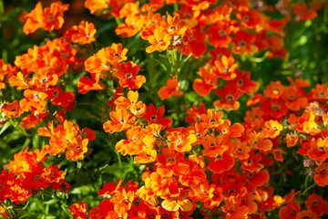 Summer flowers of orange nemesia. Annual flowers. Bright floral background