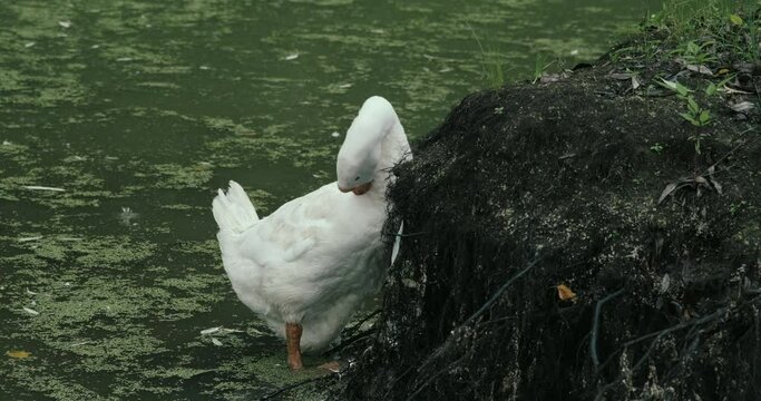 White domestic geese and ducks swim in pond on farm. Natural agriculture, private farmstead and production of eco products. Latin, international name of birds is Anser anser and Anas platyrhynchos