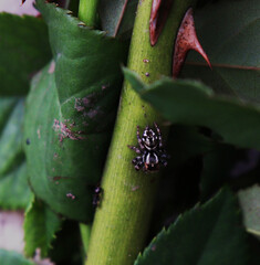 spider on a leaf