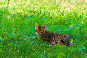 Naklejka na ściany i meble Beautiful young bengal cat in the garden