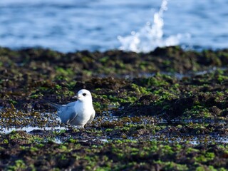 Birds. Tern bird on the beach. Bird wallpaper. Natural background. Abstract background. Beautiful background. White bird. Water bird. 