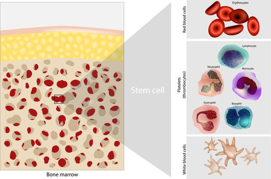Bone marrow Stem cell. Platelets, Red and White blood cells. Diagram