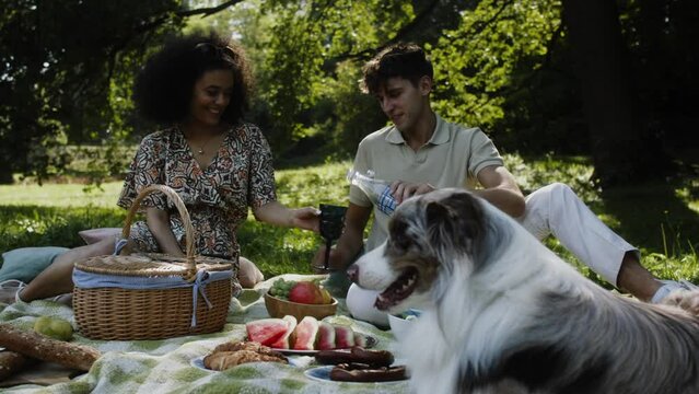 A young couple and a border collie dog at the picnic