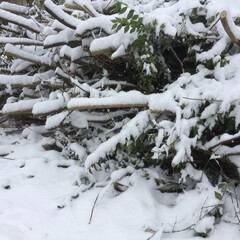 Branches sous la neige