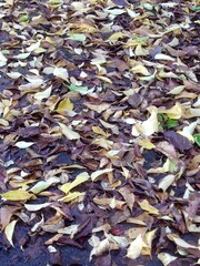 Feuilles d'automne