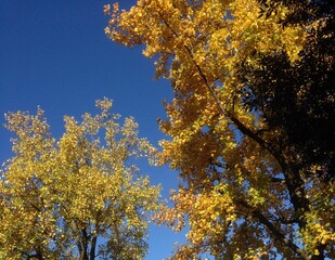 Arbres et feuillages