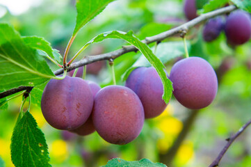Purple plum fruit grows on a branch in the garden. Agro autumn harvest on the farm