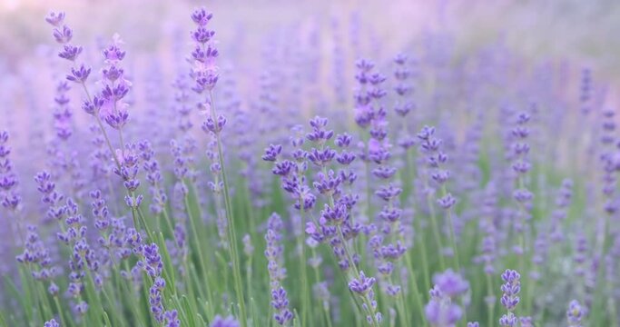 Pastel blooming purple lavender field, swaying in wind. Light violet flowers bloom in summer soft green stems background. Perfume herb in countryside nature. Garden landscape in Provence. Aroma plant