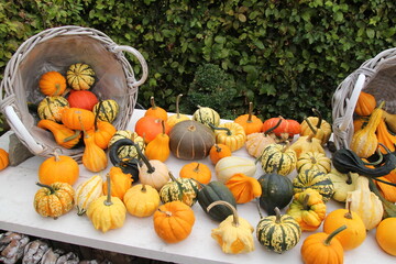 a variation of colorful and striped pumpkins and gourds at a table in the flower garden in summer