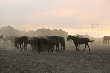 Fototapeta na wymiar A herd of horses in a field in the dust at sunset