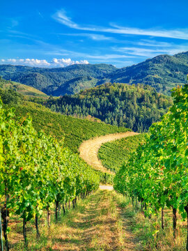 Vineyard in Schwarzwald Germany