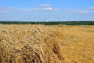 harvesting of agricultural wheat field in sunny day