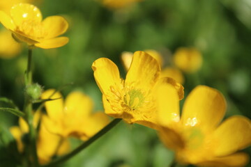 Fototapeta na wymiar Close-up of a yellow buttercup. Warm, summer wallpaper or background concept