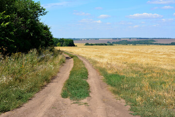 Fototapeta na wymiar country road going alone the wheat field to the horizon with blue sky