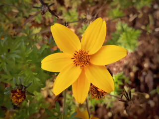 Yellow Niger Flower in the Autumn Garden