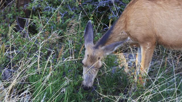 Close up of Mule Deer doe eating grass. Filmed in the Rocky Mountains of Colorado during the summer.