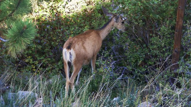Mule Deer doe grazing on bushes in early morning. Filmed in the Rocky Mountains of Colorado during the summer.