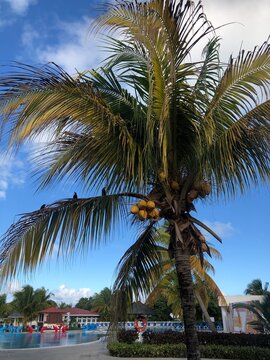 A beautiful palm with birds and yellow coconuts on a sunny day, Cayo-Coco island, Atlantic ocean, Cuba. Best Cuban landscape photos. Atlantic scenery. Cuban vacation and best resorts of Cuba