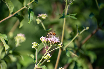 Fototapeta na wymiar abeille