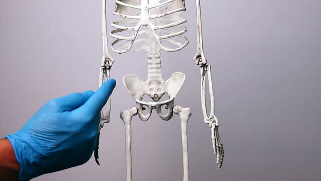 Pelvis bone diseases, anatomy. Pelvic part of skeleton