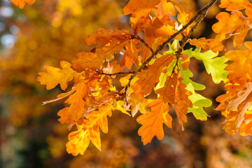 Naklejka na ściany i meble Oak tree leaves in autumn