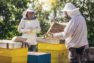 Beekeepers working collect honey. Apiculture. Beekeepers are working with bees and beehives on the...