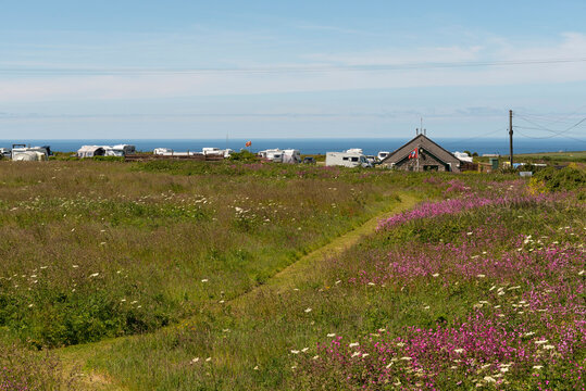 Cornwall, England, UK. 2022.  Wild flowers and footpath through a field in West Cornwall leading to a campsite for caravans and tents along the coast.