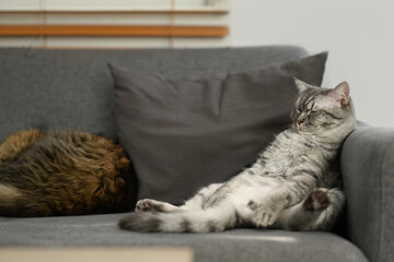 Lazy tabby cats are sleeping on comfortable couch with a funny gesture. Domestic life animals...