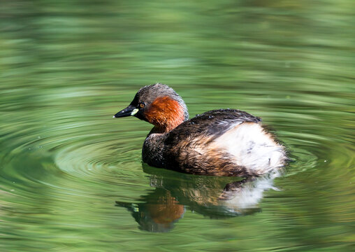 Little Grebe