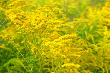 Fototapeta premium Solidago, commonly called goldenrods, are herbaceous perennial species found in open areas such as meadows, prairies, and savannas. 