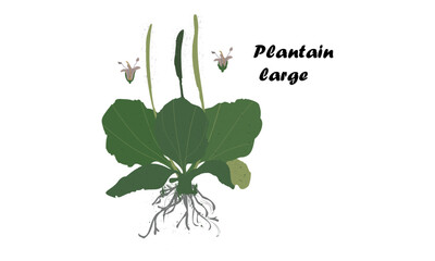 Plantain large .Vector illustration.Botanical.