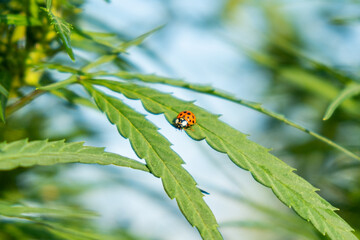 ladybug insect on green leaves of blooming marijuana, cannabis plant closeup.