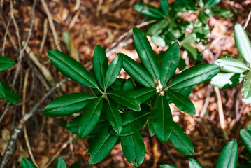 Rhododendron leaves. Juicy green leaves of tropical plants on a brown background. A young plant.