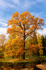 Oak tree in autumn foliage in Catherine park, Pushkin (Tsarskoe Selo), Saint Petersburg, Russia