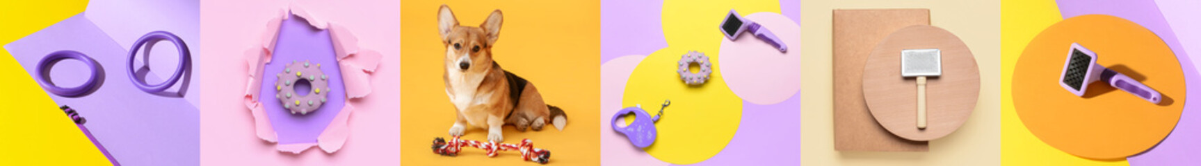 Collage with different pet accessories and dog on color background