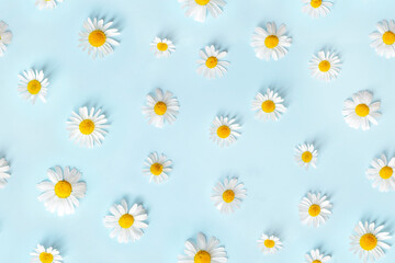Floral pattern in small daisy flower. Seamless texture. Printing with small white flowers on blue background.