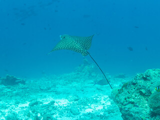 Whitespotted eagle ray or Aetobatus narinari in the depths of the Indian ocean, Maldive islands, travel concept