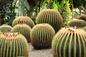 cactus in the garden