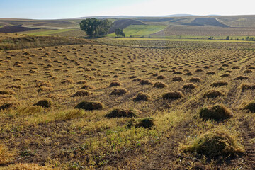 lentil field harvested in continental climate, lentil bundles in the field, lentil heaps harvested,
