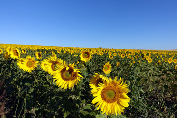 Obraz premium the magnificent yellow flowers of the sunflower plant, which is used to make oil,