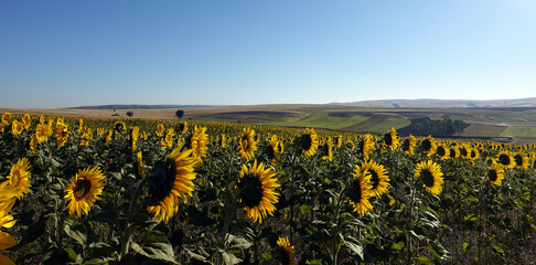 thousands of sunflowers in sunflower field and blue sky, early morning sunflower field view,