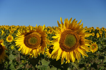 fields planted with sunflowers in continental climate, thousands of yellow-flowered sunflowers,