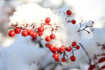 snow on the fruit in the early morning of the middle of the morning