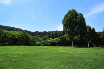 the green grass and scenery of the park