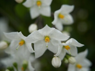Flor blanca con poca profundidad de campo
