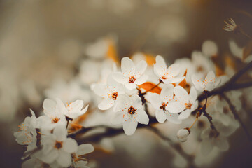 Beautiful delicate white cherry blossoms bloom on dark branches in spring. The beauty of nature in May.