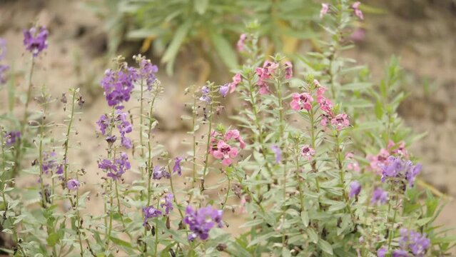 The Flower Filed In The Garden